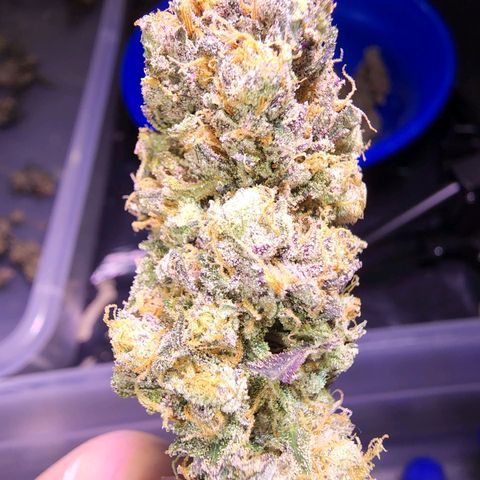 Primal fusion growlog timeline photo