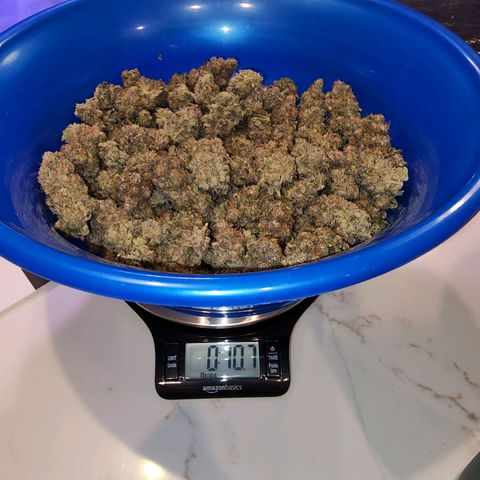 Primal fusion growlog timeline photo