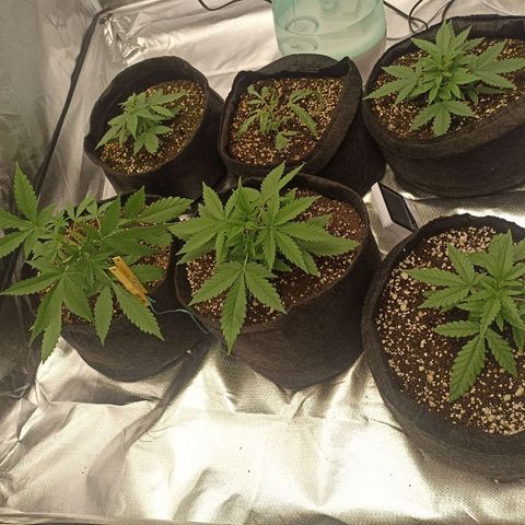 Purple Punch Auto growlog timeline photo