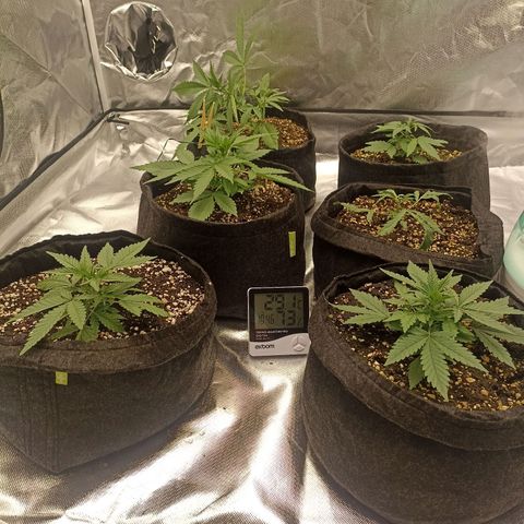 Purple Punch Auto growlog timeline photo