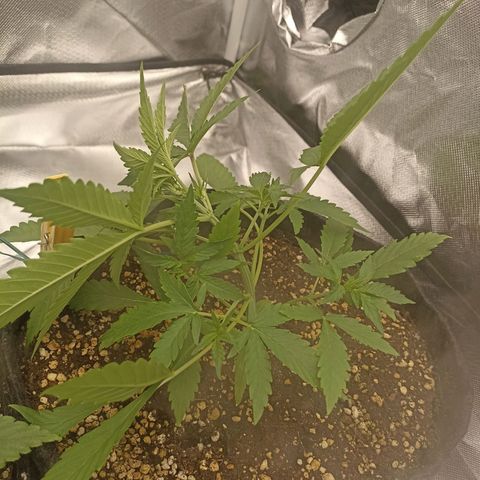Purple Punch Auto growlog timeline photo