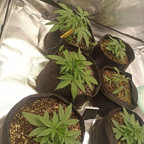 Purple Punch Auto growlog timeline photo
