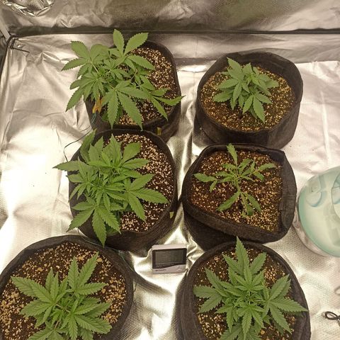 Purple Punch Auto growlog timeline photo