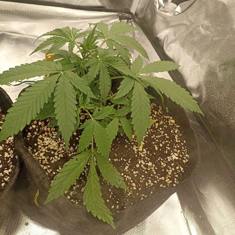 Purple Punch Auto growlog timeline photo