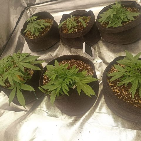 Purple Punch Auto growlog timeline photo
