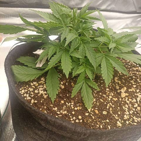 Purple Punch Auto growlog timeline photo