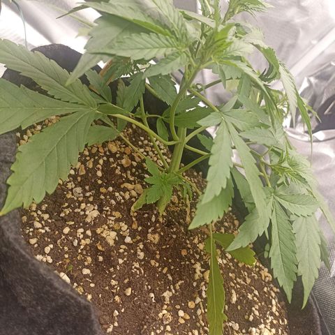 Purple Punch Auto growlog timeline photo