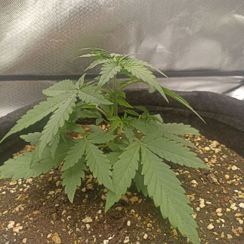 Purple Punch Auto growlog timeline photo