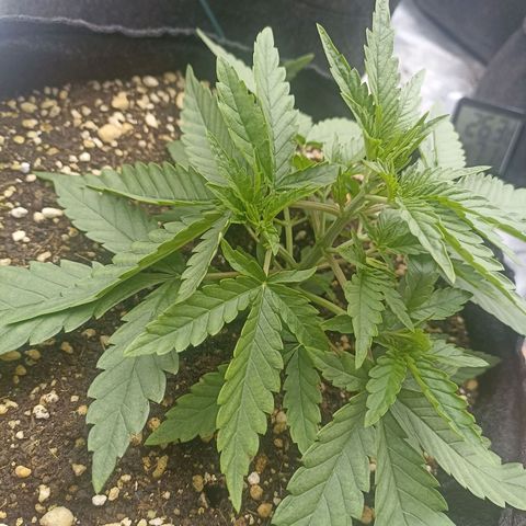Purple Punch Auto growlog timeline photo