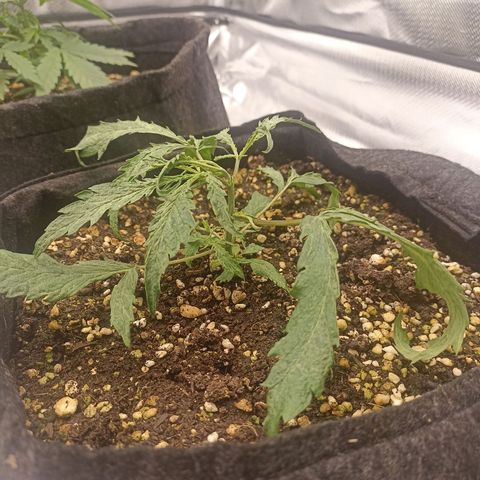 Purple Punch Auto growlog timeline photo