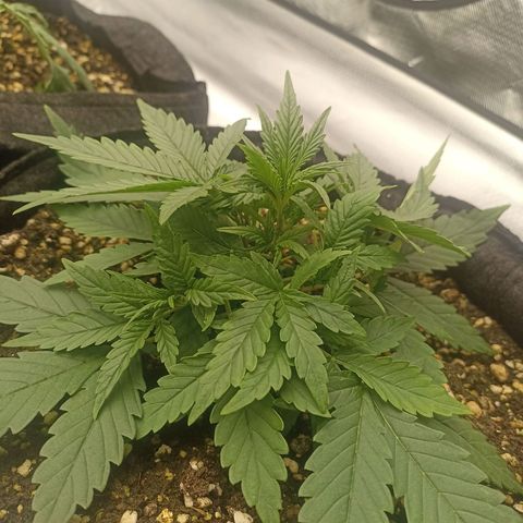 Purple Punch Auto growlog timeline photo