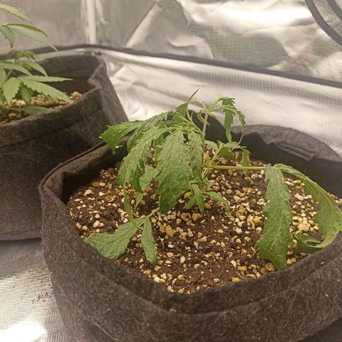 Purple Punch Auto growlog timeline photo