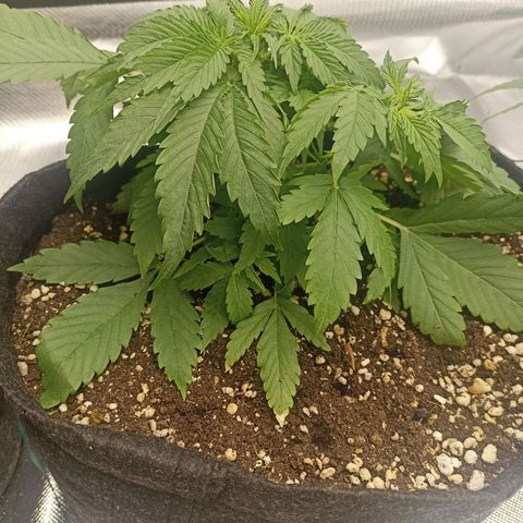 Purple Punch Auto growlog timeline photo