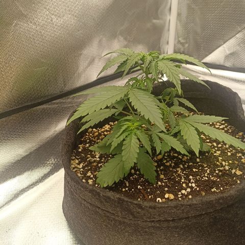 Purple Punch Auto growlog timeline photo
