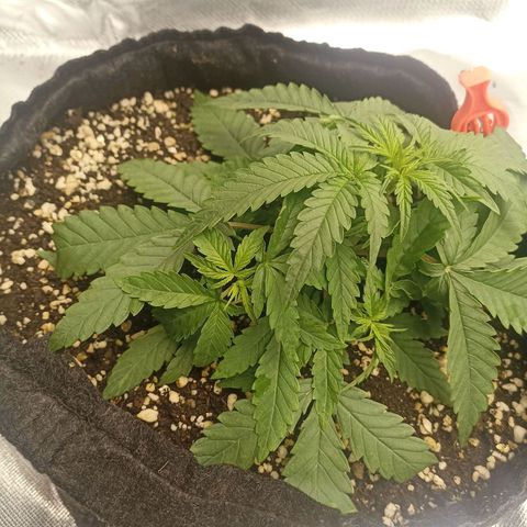 Purple Punch Auto growlog timeline photo