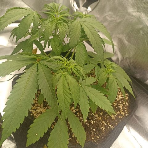 Purple Punch Auto growlog timeline photo