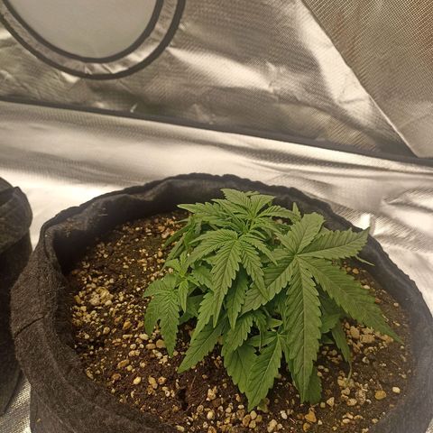 Purple Punch Auto growlog timeline photo