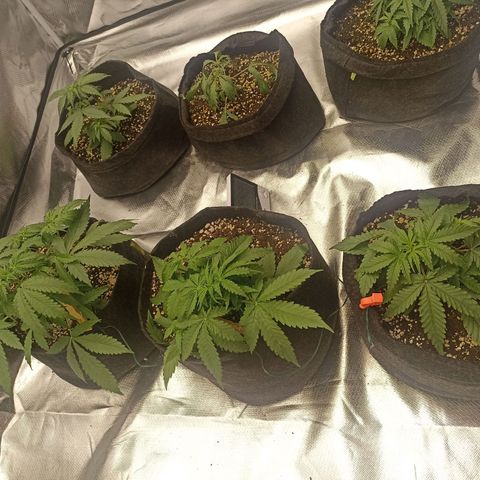 Purple Punch Auto growlog timeline photo