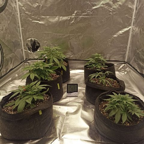 Purple Punch Auto growlog timeline photo