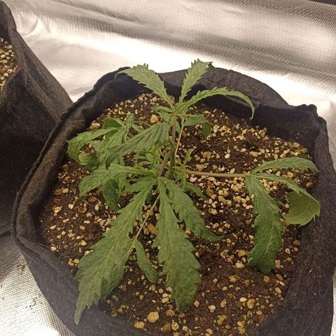 Purple Punch Auto growlog timeline photo