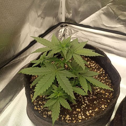 Purple Punch Auto growlog timeline photo