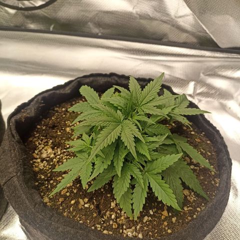 Purple Punch Auto growlog timeline photo