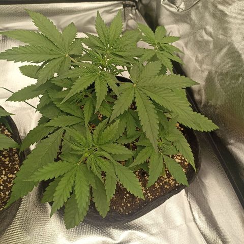 Purple Punch Auto growlog timeline photo