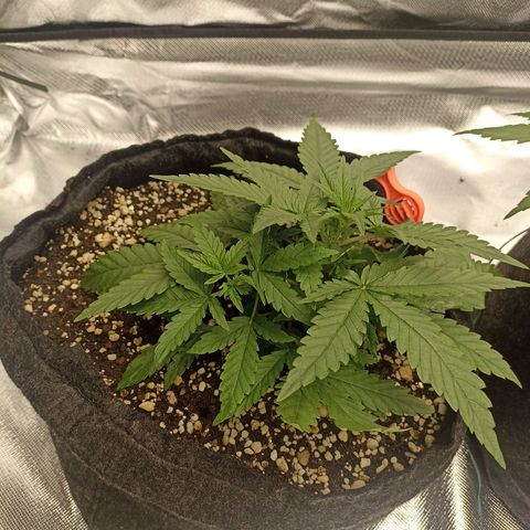 Purple Punch Auto growlog timeline photo