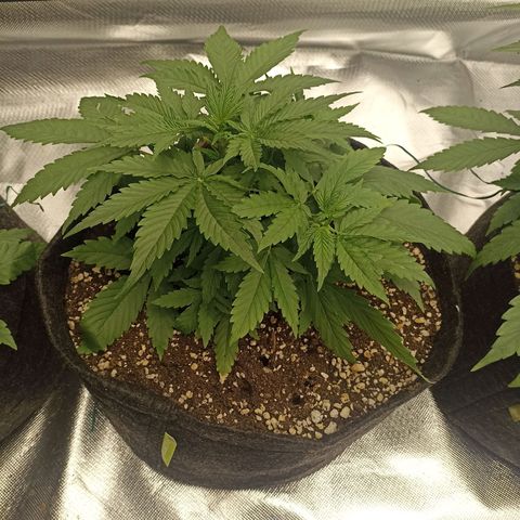 Purple Punch Auto growlog timeline photo
