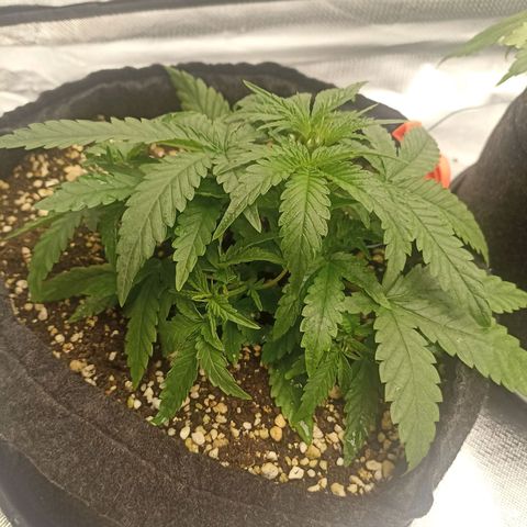 Purple Punch Auto growlog timeline photo