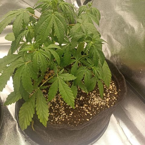 Purple Punch Auto growlog timeline photo