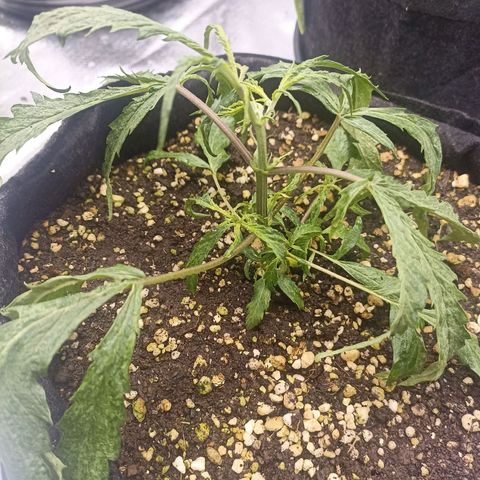 Purple Punch Auto growlog timeline photo