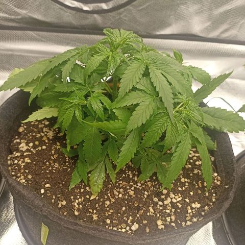 Purple Punch Auto growlog timeline photo
