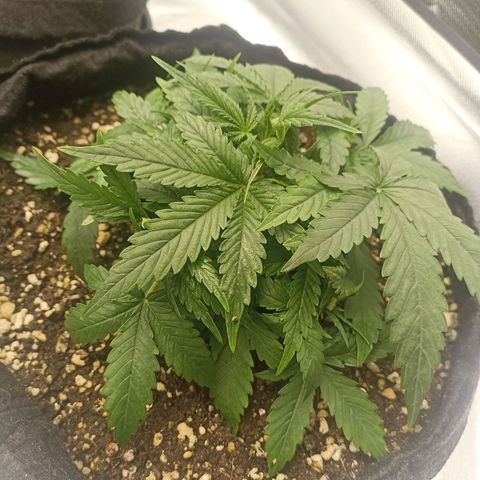 Purple Punch Auto growlog timeline photo