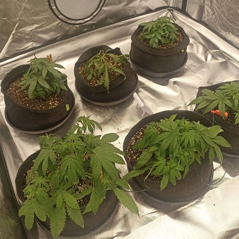 Purple Punch Auto growlog timeline photo