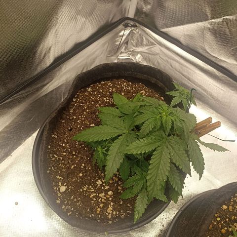 Purple Punch Auto growlog timeline photo