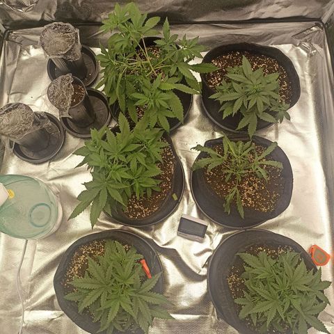 Purple Punch Auto growlog timeline photo