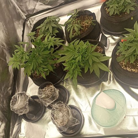 Purple Punch Auto growlog timeline photo