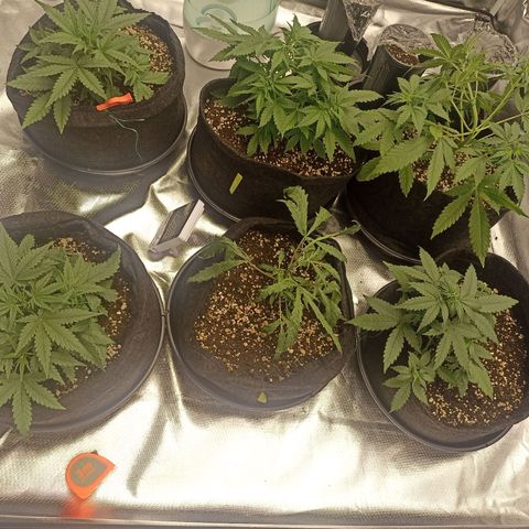 Purple Punch Auto growlog timeline photo