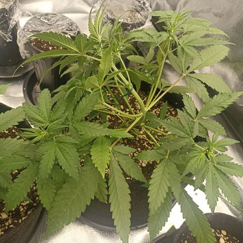 Purple Punch Auto growlog timeline photo