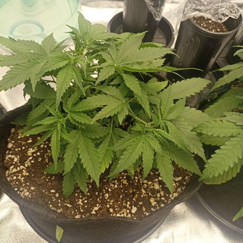 Purple Punch Auto growlog timeline photo