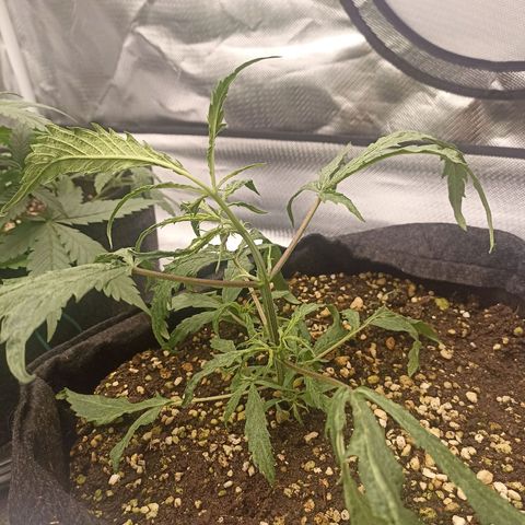 Purple Punch Auto growlog timeline photo