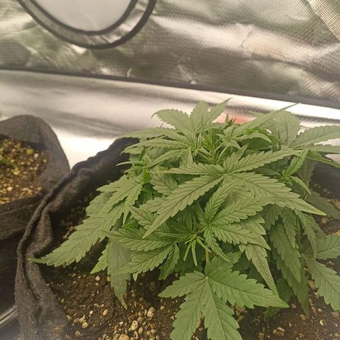 Purple Punch Auto growlog timeline photo