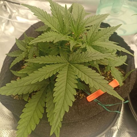 Purple Punch Auto growlog timeline photo