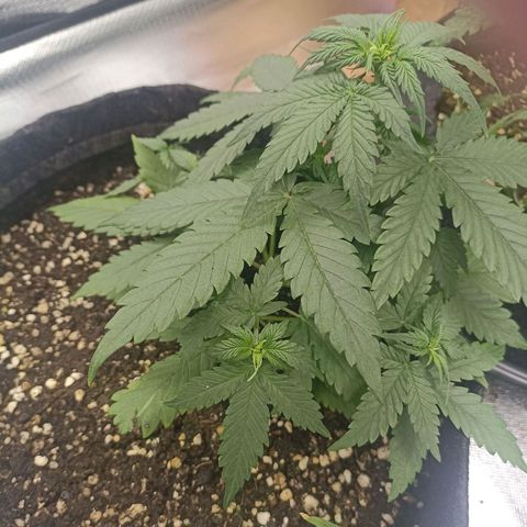 Purple Punch Auto growlog timeline photo