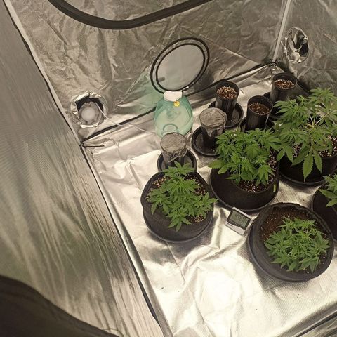 Purple Punch Auto growlog timeline photo