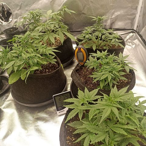 Purple Punch Auto growlog timeline photo