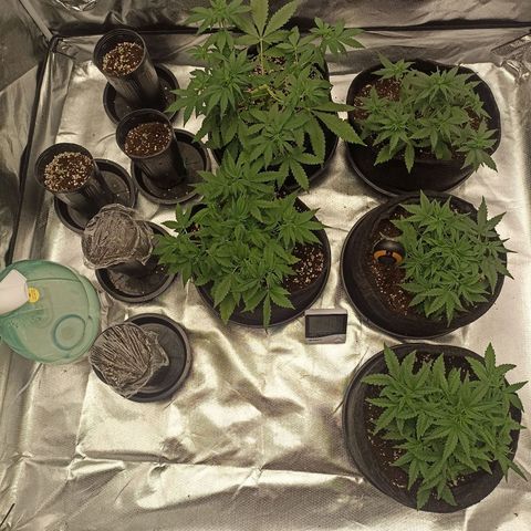 Purple Punch Auto growlog timeline photo