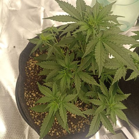 Purple Punch Auto growlog timeline photo
