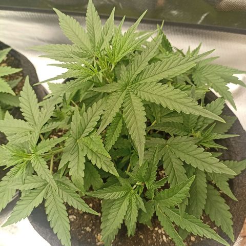 Purple Punch Auto growlog timeline photo